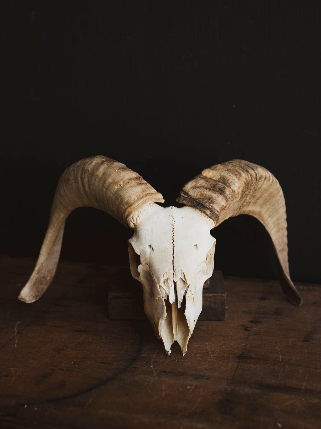 Dorset Horn Sheep Skull, SB1413