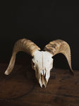 Dorset Horn Sheep Skull, SB1413