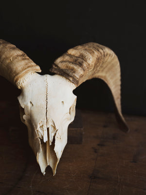 Dorset Horn Sheep Skull, SB1413