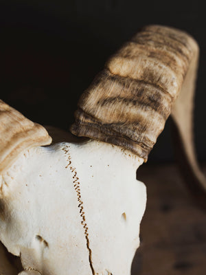 Dorset Horn Sheep Skull, SB1413