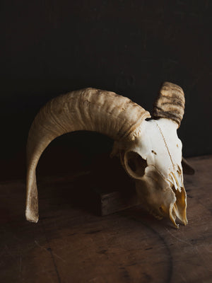 Dorset Horn Sheep Skull, SB1413