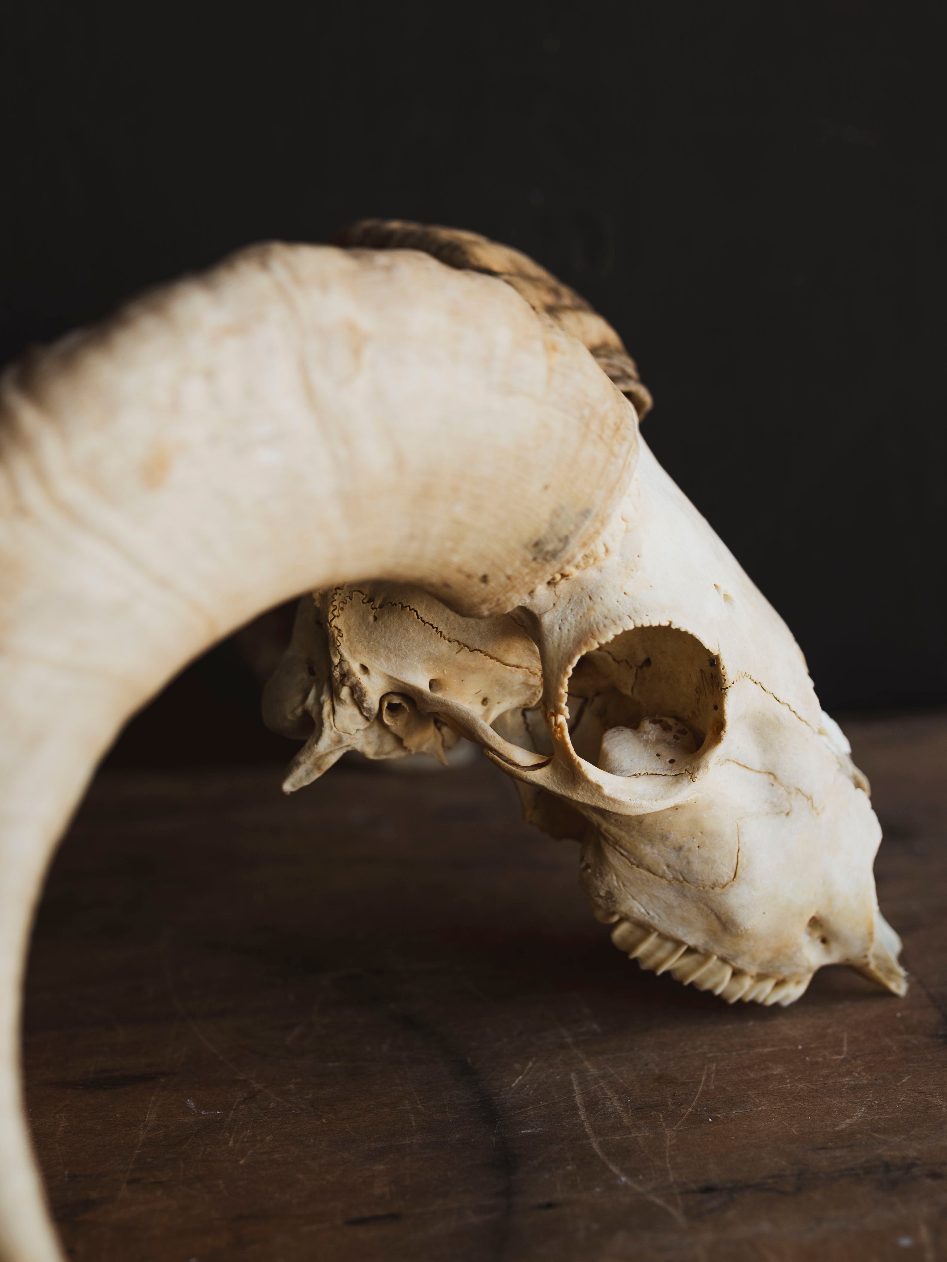 Dorset Horn Sheep Skull, SB1413