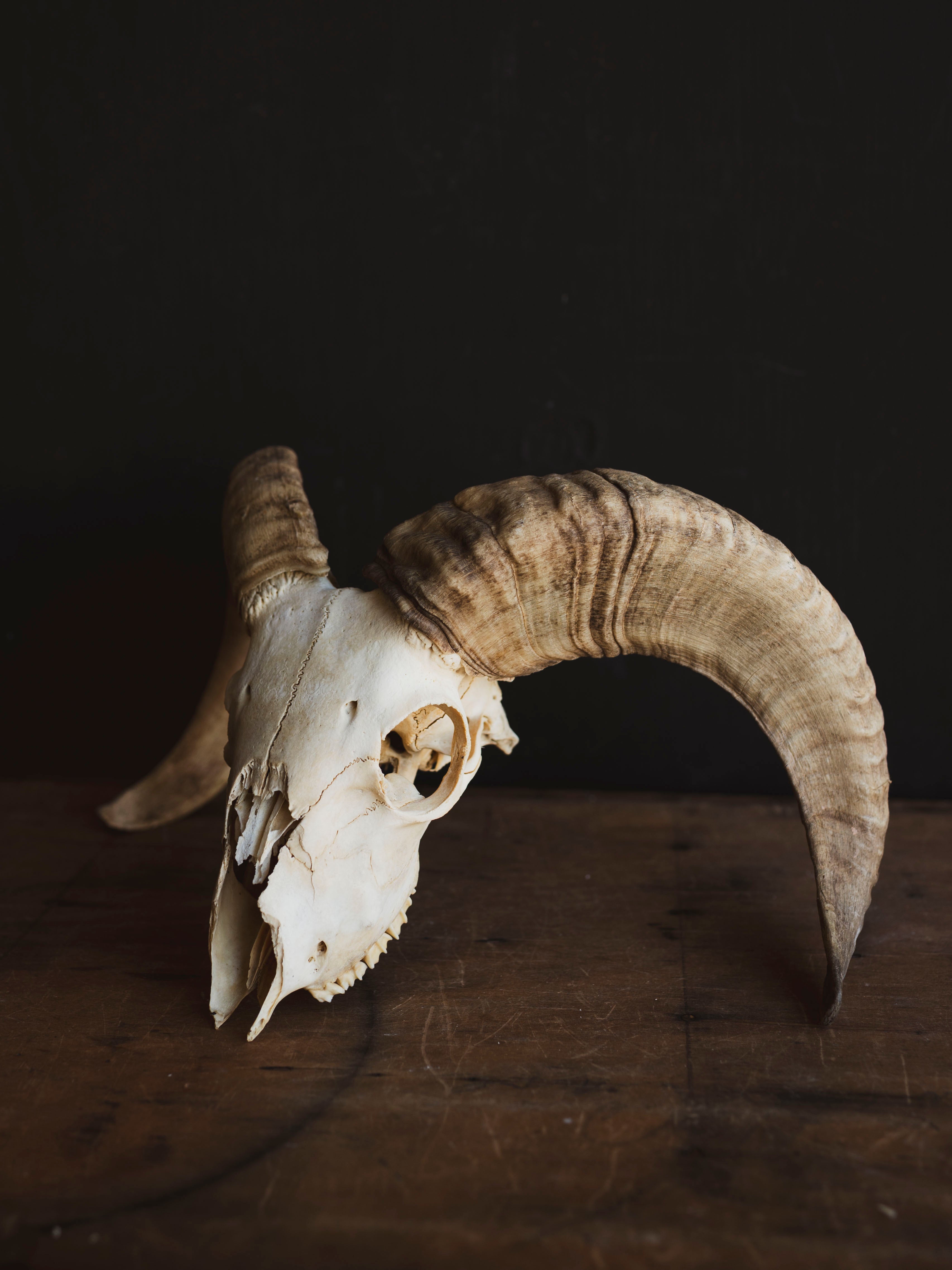 Dorset Horn Sheep Skull, SB1413