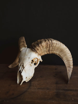 Dorset Horn Sheep Skull, SB1413