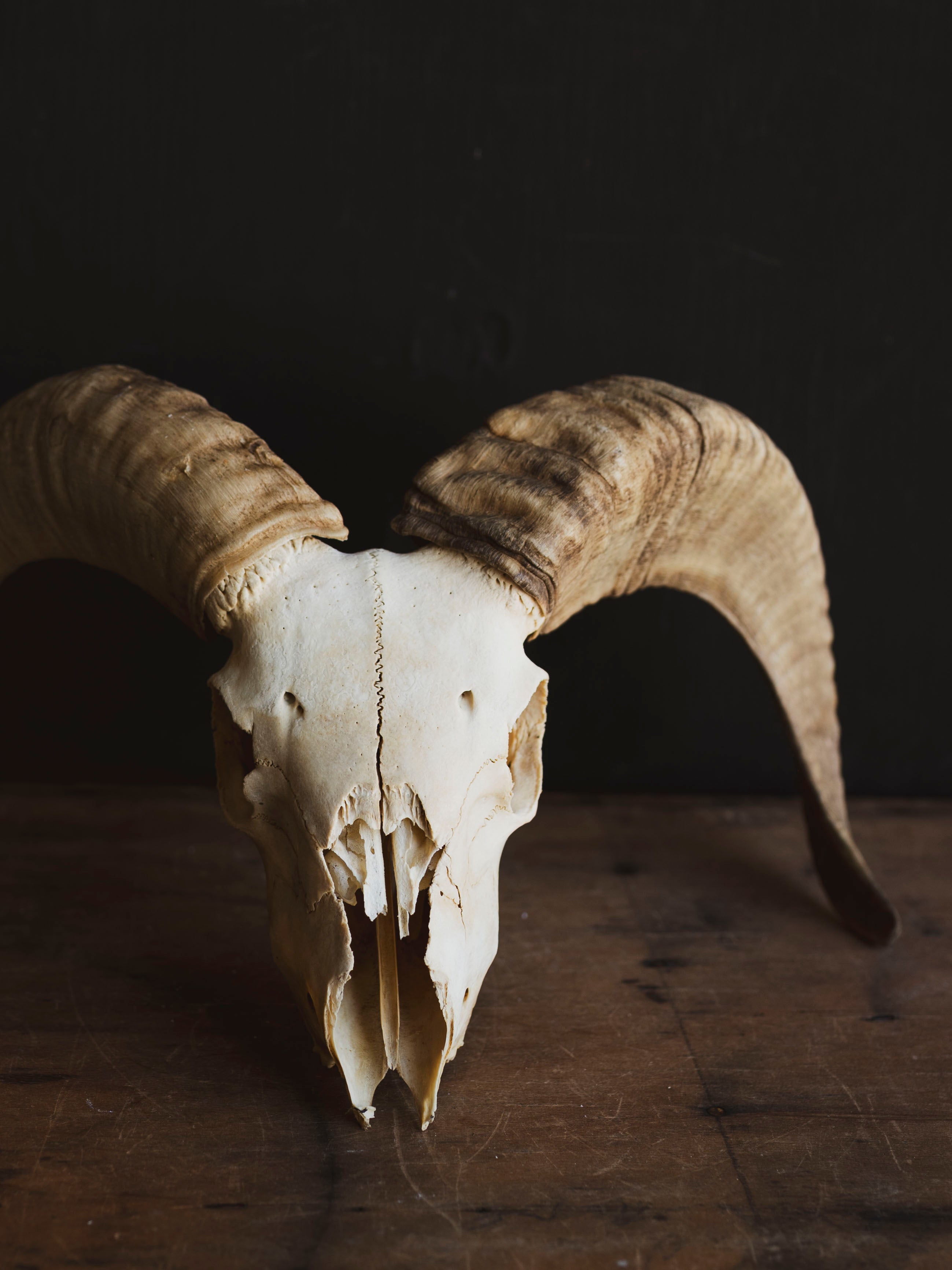Dorset Horn Sheep Skull, SB1413
