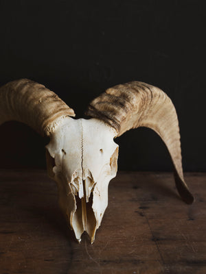 Dorset Horn Sheep Skull, SB1413