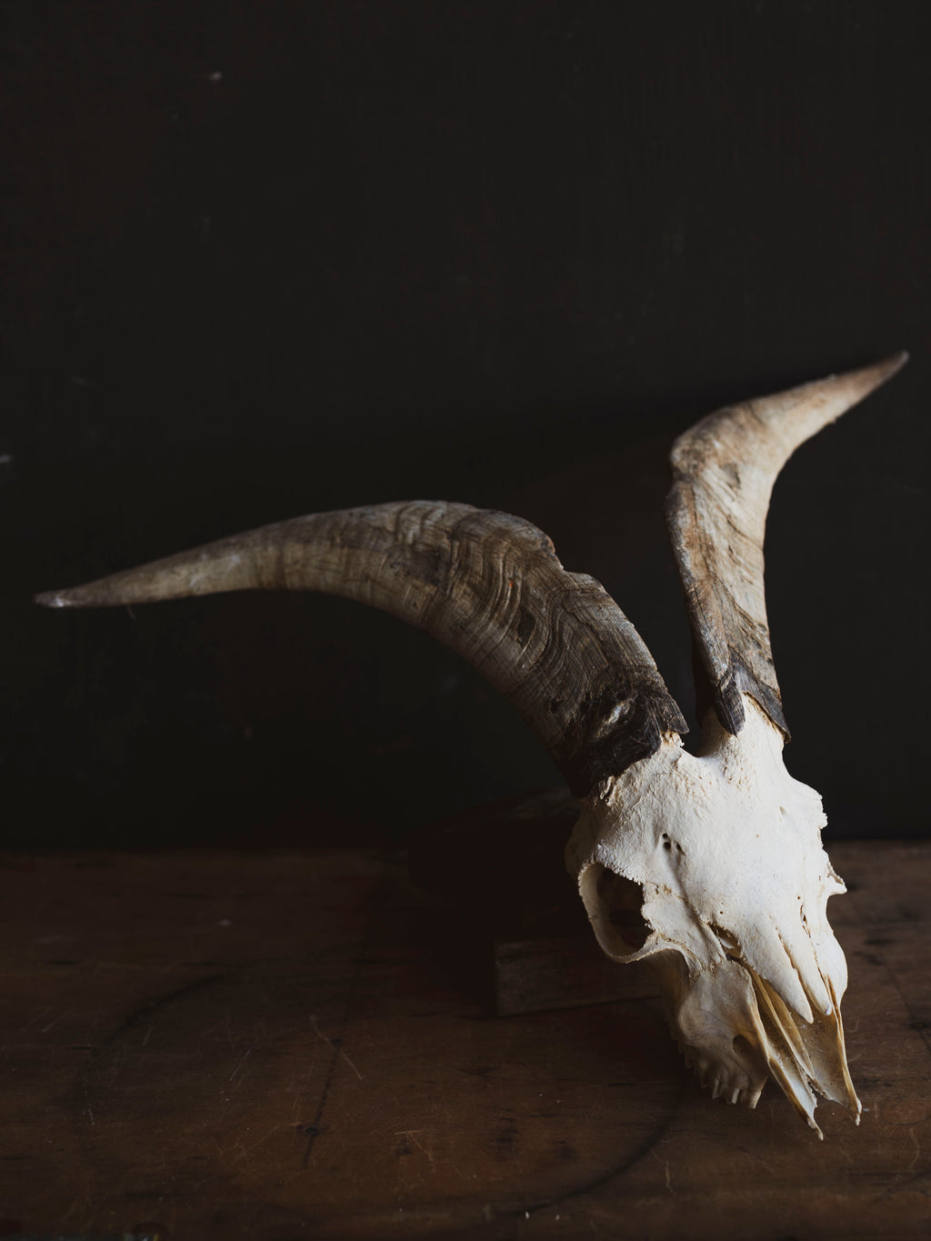 Spanish Goat Skull, SB1414