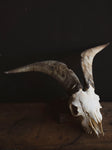Spanish Goat Skull, SB1414