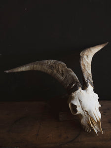 Spanish Goat Skull, SB1414