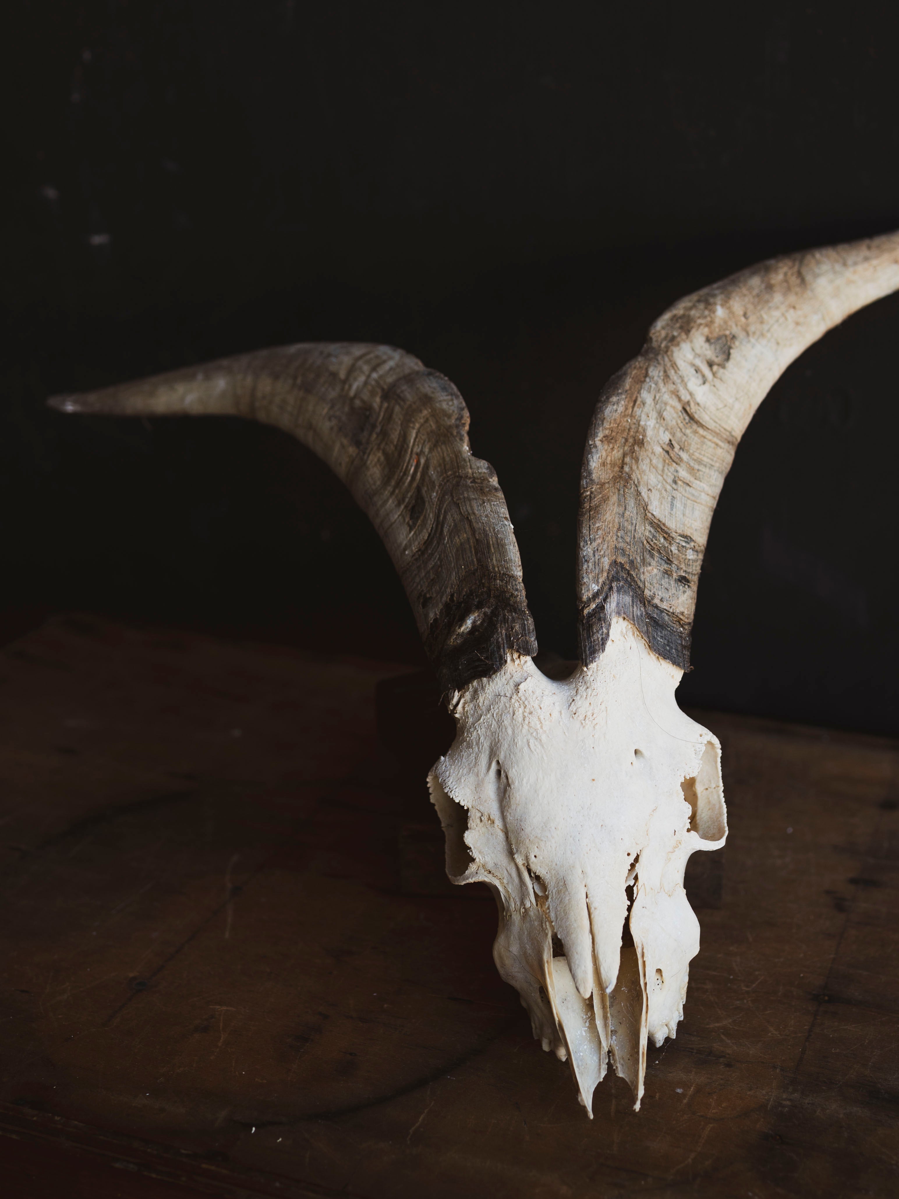Spanish Goat Skull, SB1414