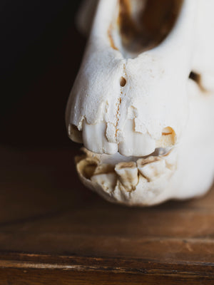 Zebra Skull, SB1417