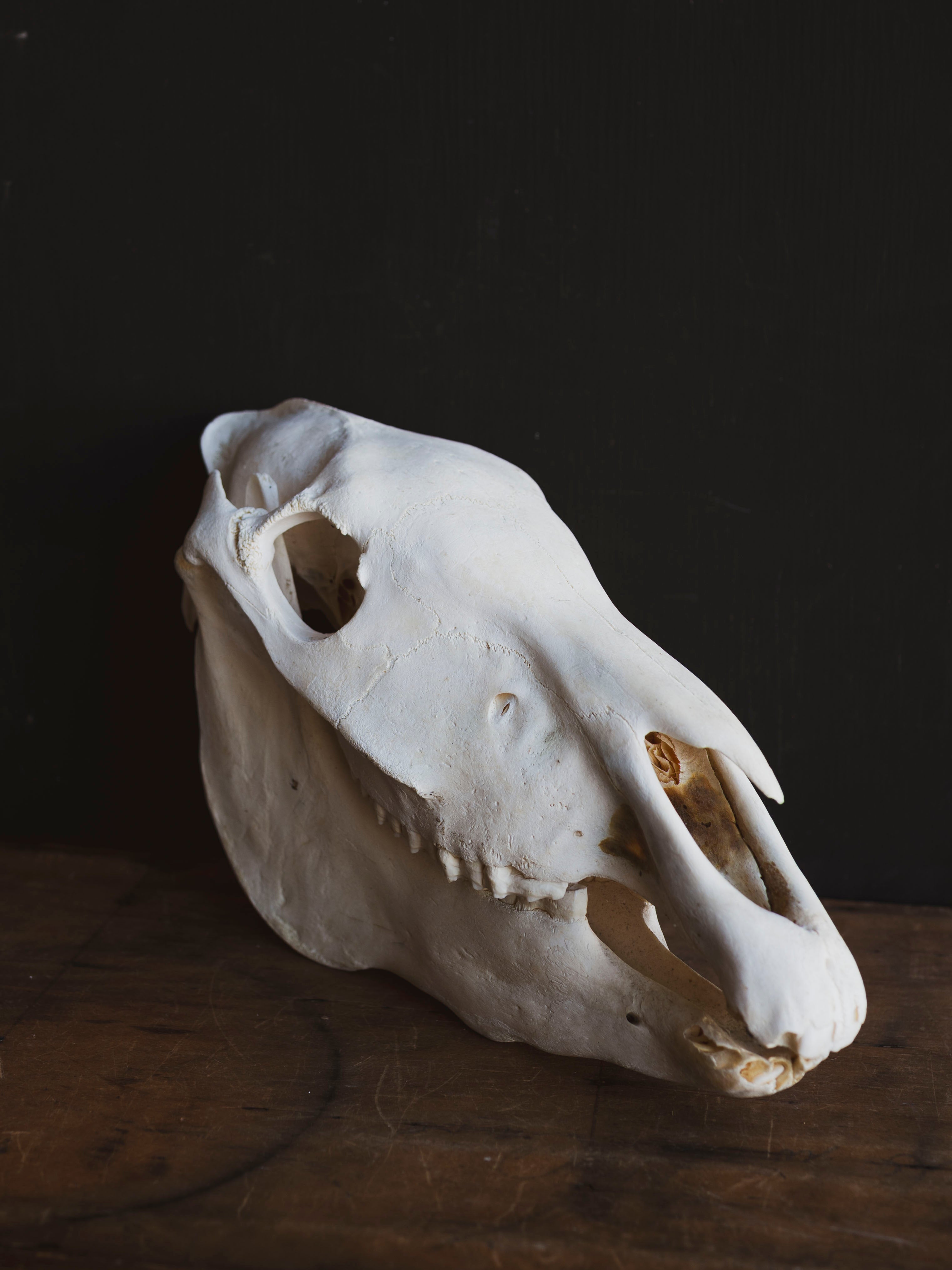 Zebra Skull, SB1417