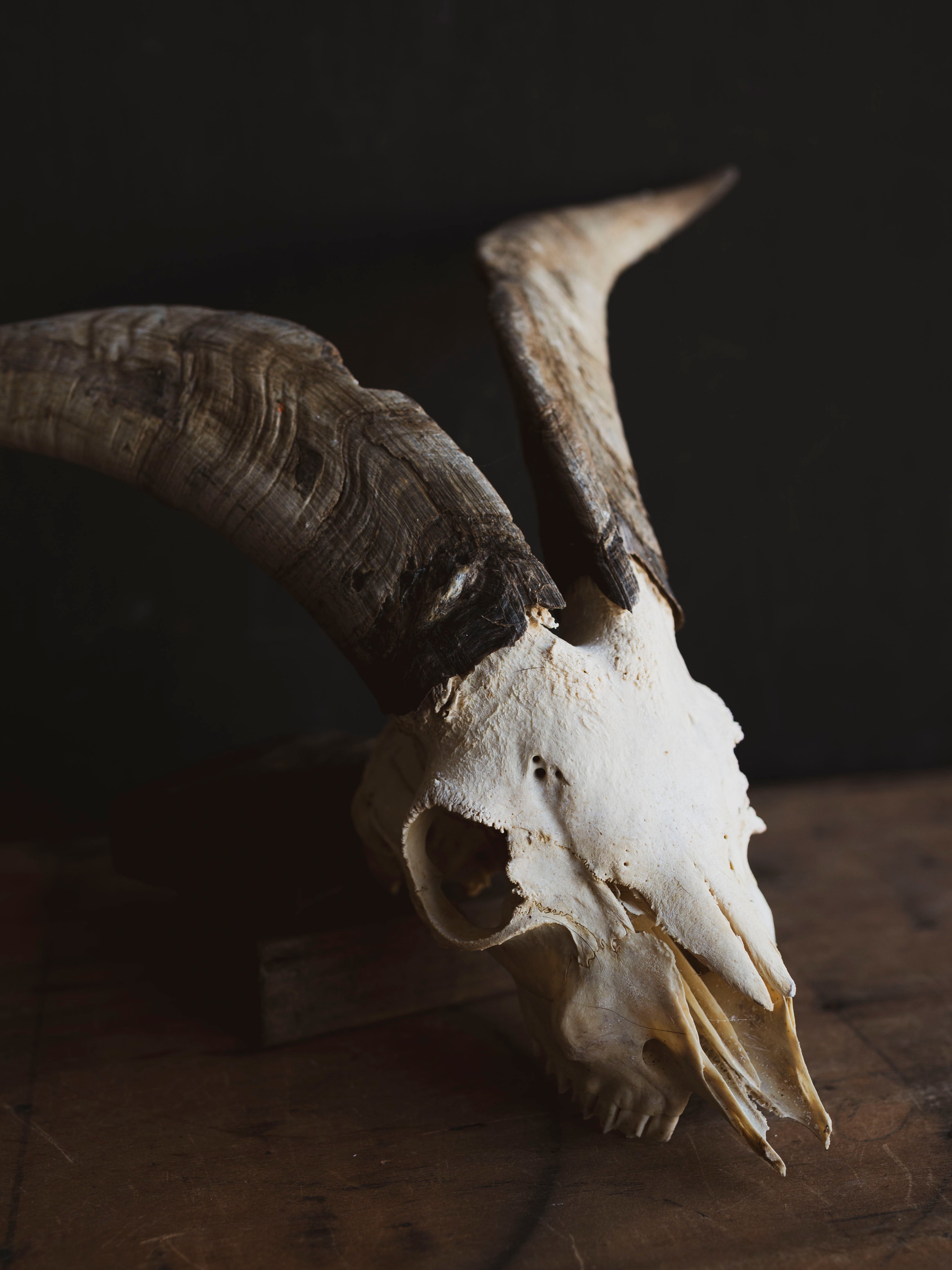 Spanish Goat Skull, SB1414