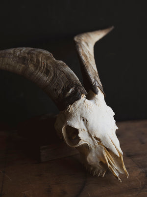 Spanish Goat Skull, SB1414