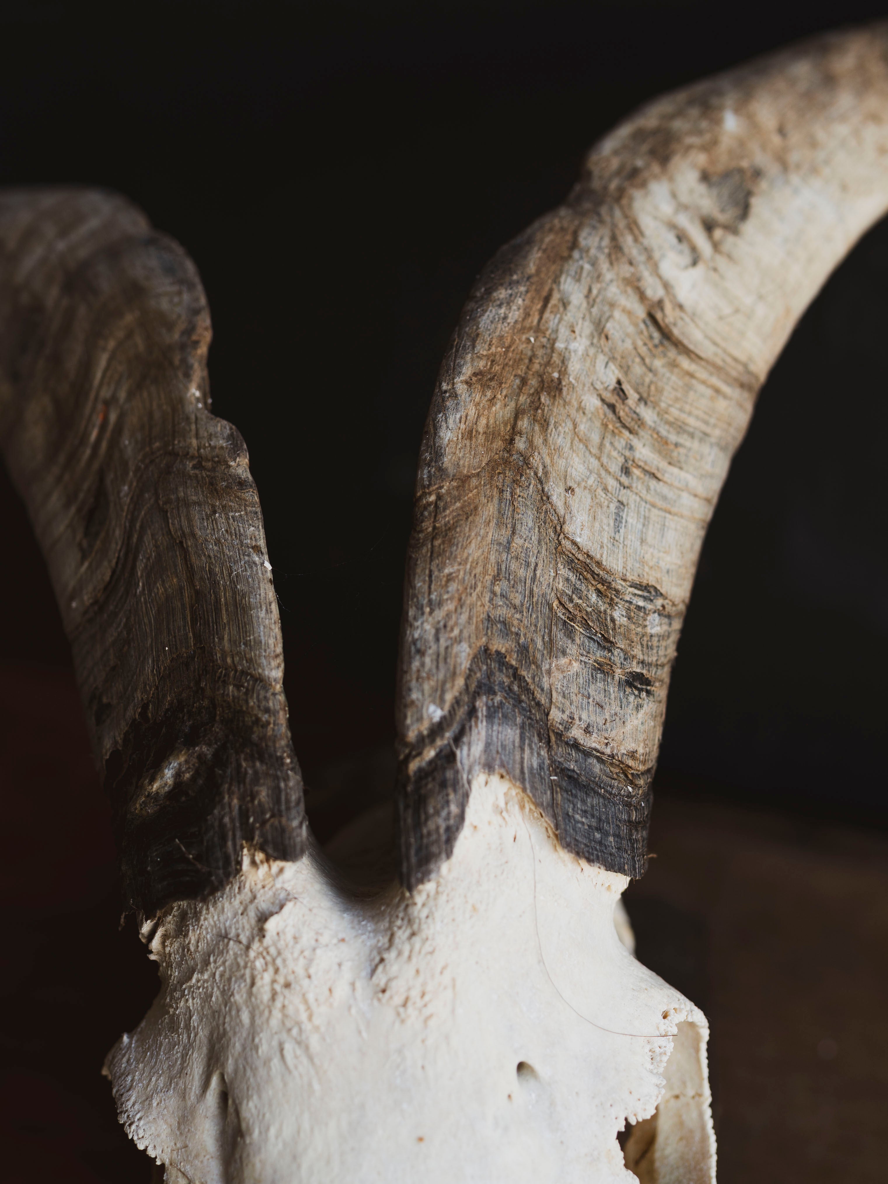 Spanish Goat Skull, SB1414