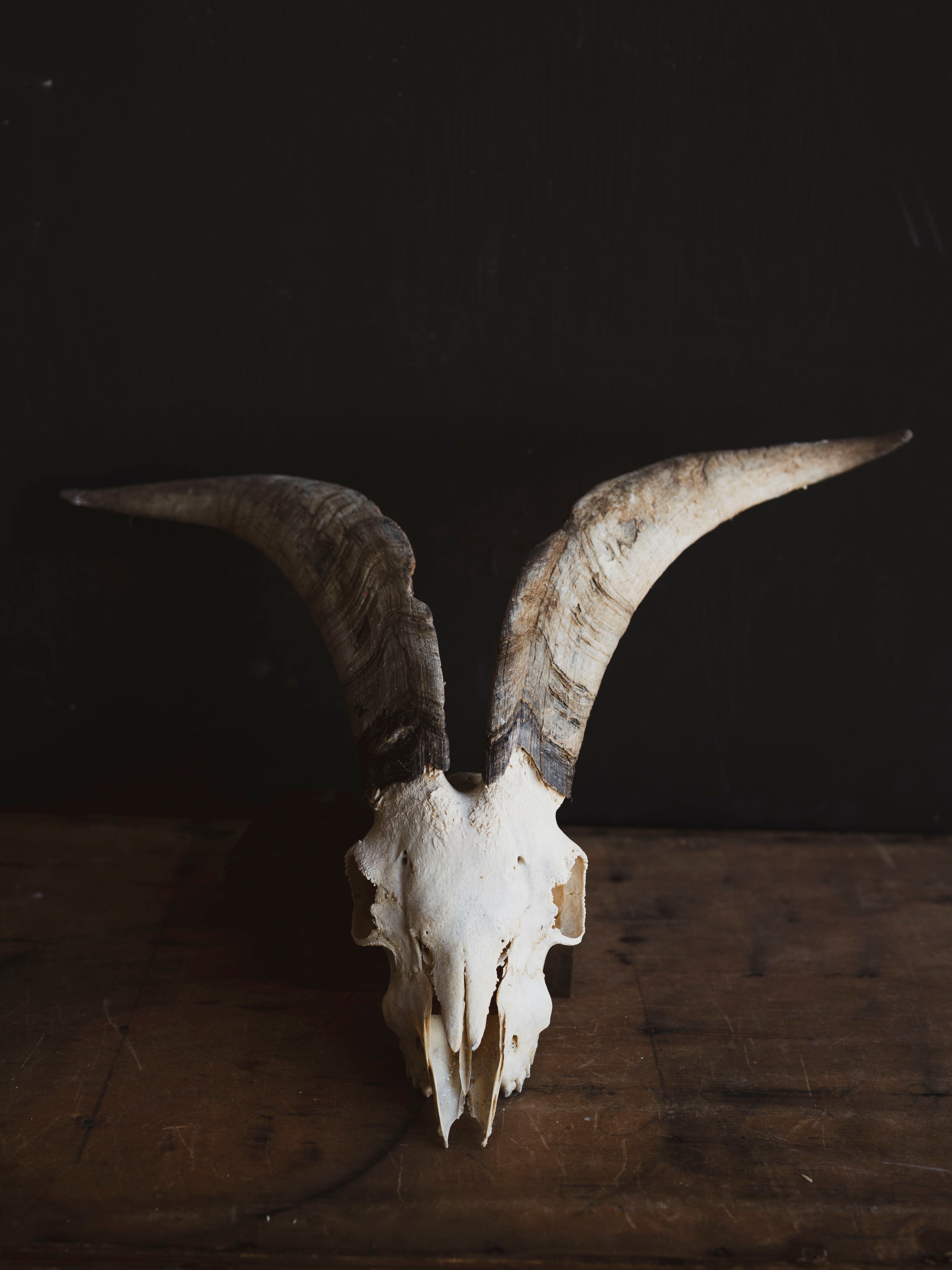Spanish Goat Skull, SB1414