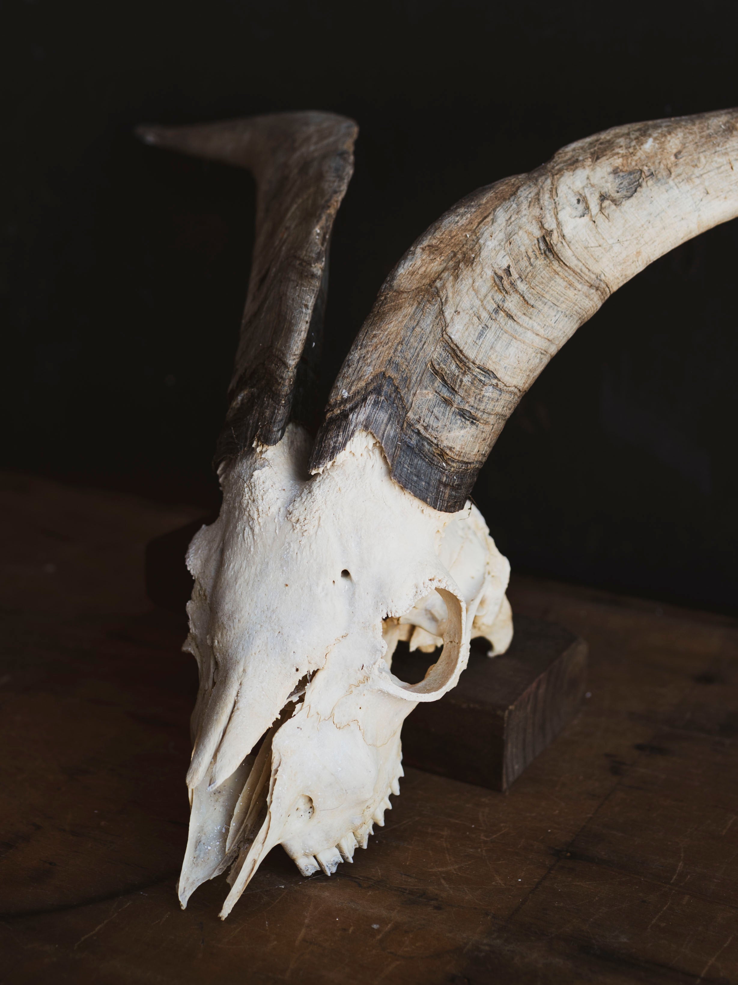Spanish Goat Skull, SB1414