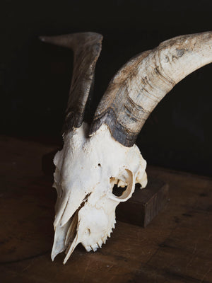 Spanish Goat Skull, SB1414