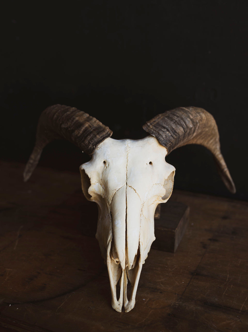 Domestic Goat Skull, SB1411