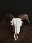 Domestic Goat Skull, SB1411