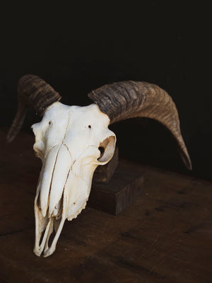 Domestic Goat Skull, SB1411