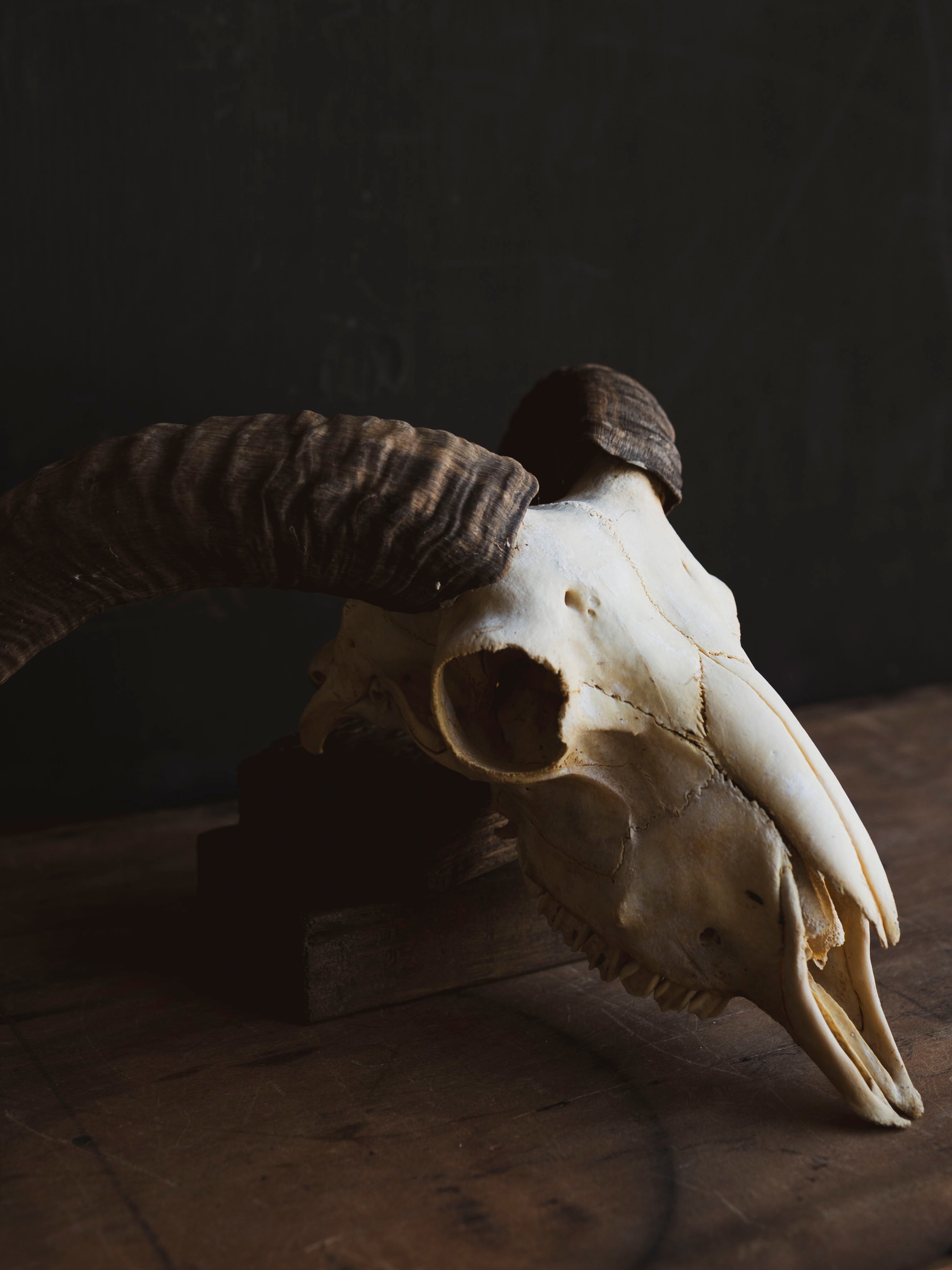 Domestic Goat Skull, SB1411
