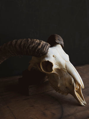 Domestic Goat Skull, SB1411
