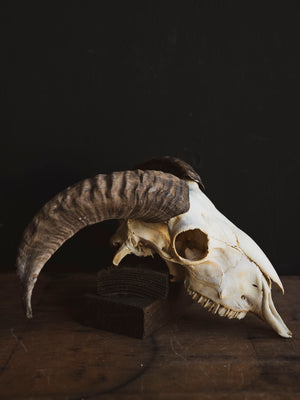 Domestic Goat Skull, SB1411