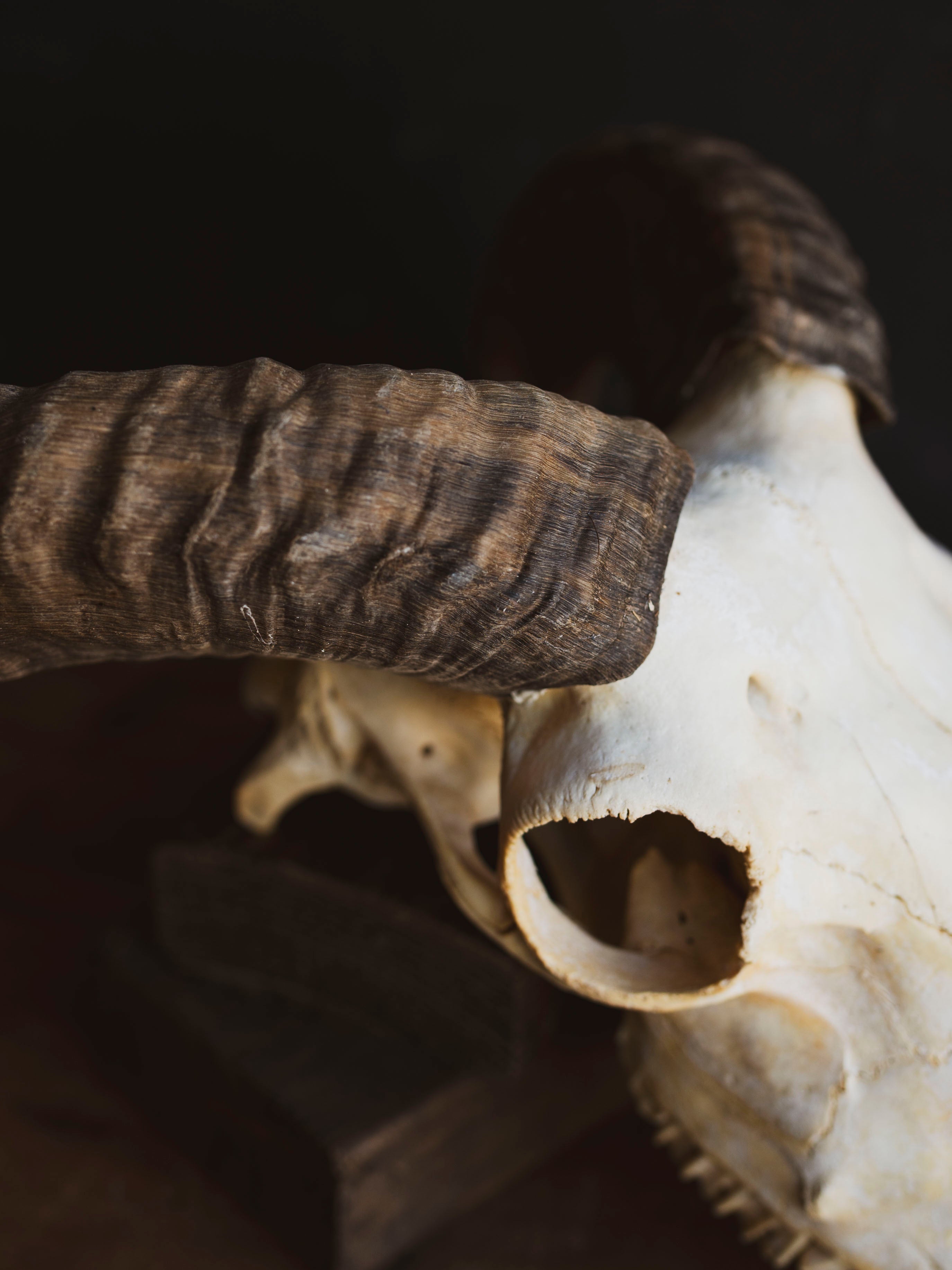 Domestic Goat Skull, SB1411