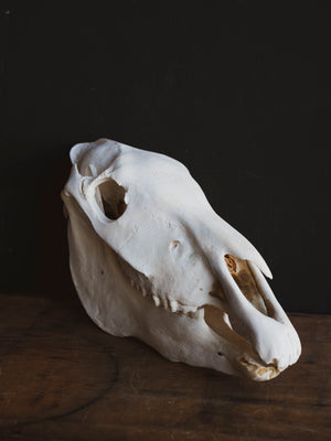 Zebra Skull, SB1417