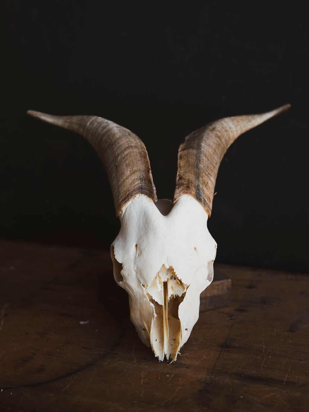 Saanen Goat Skull, SB1410