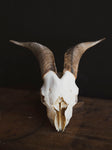 Saanen Goat Skull, SB1410