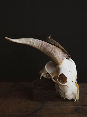 Saanen Goat Skull, SB1410