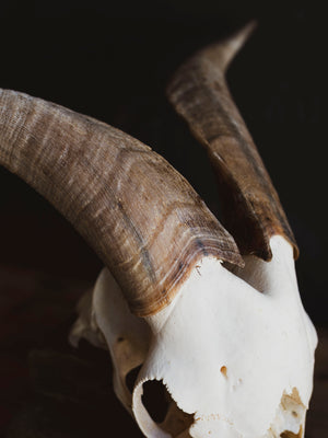 Saanen Goat Skull, SB1410