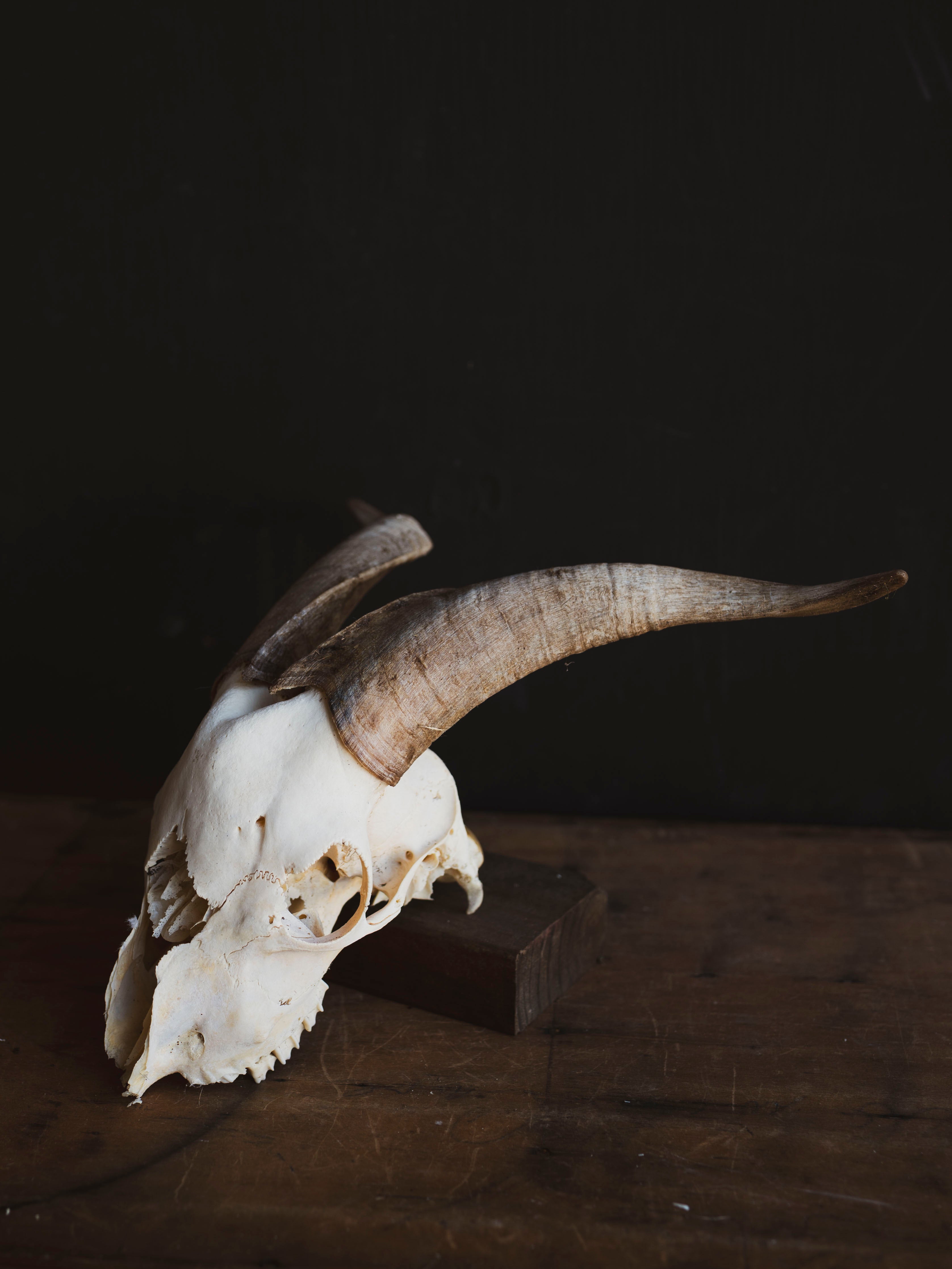 Saanen Goat Skull, SB1410