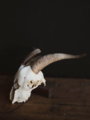 Saanen Goat Skull, SB1410