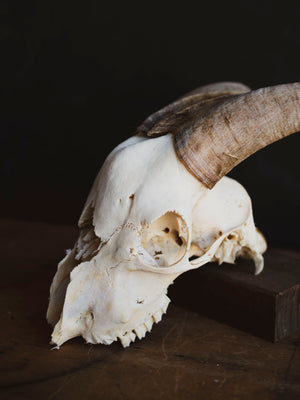 Saanen Goat Skull, SB1410