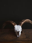 Barbary Sheep Skull, SB1412