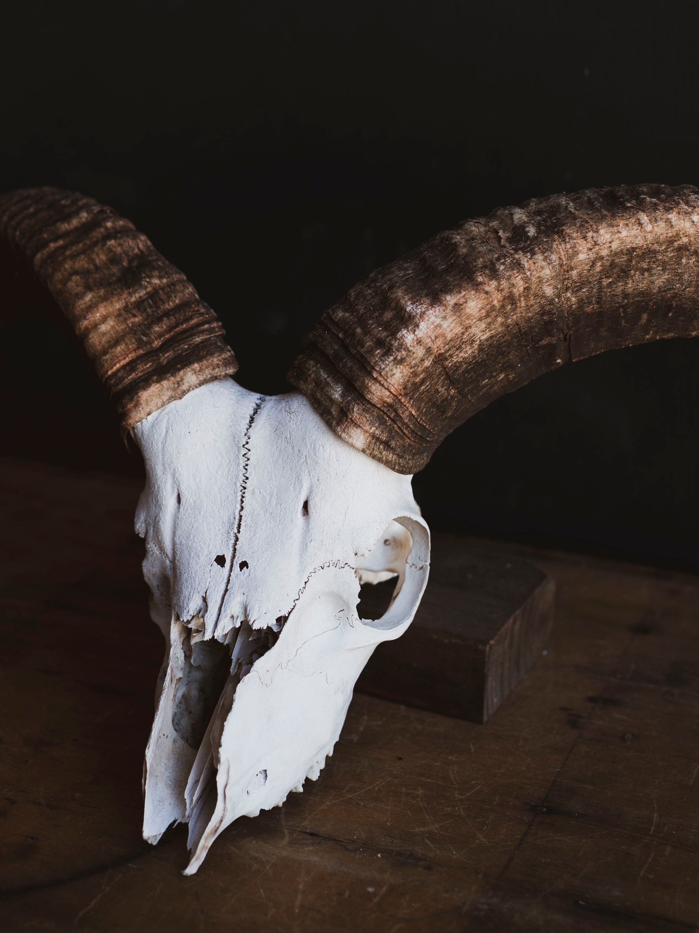 Barbary Sheep Skull, SB1412