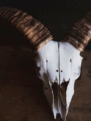 Barbary Sheep Skull, SB1412