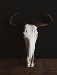 Blue Wildebeest Skull, SB316