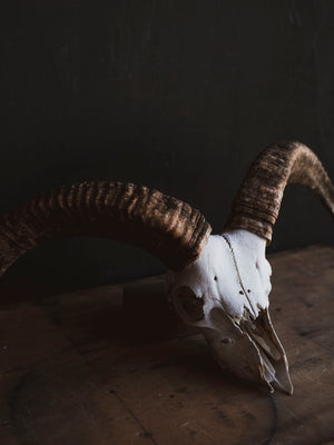 Barbary Sheep Skull, SB1412