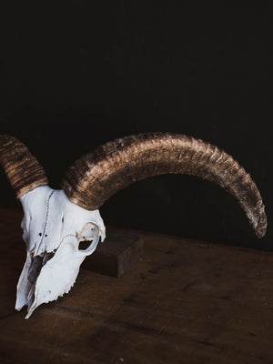 Barbary Sheep Skull, SB1412