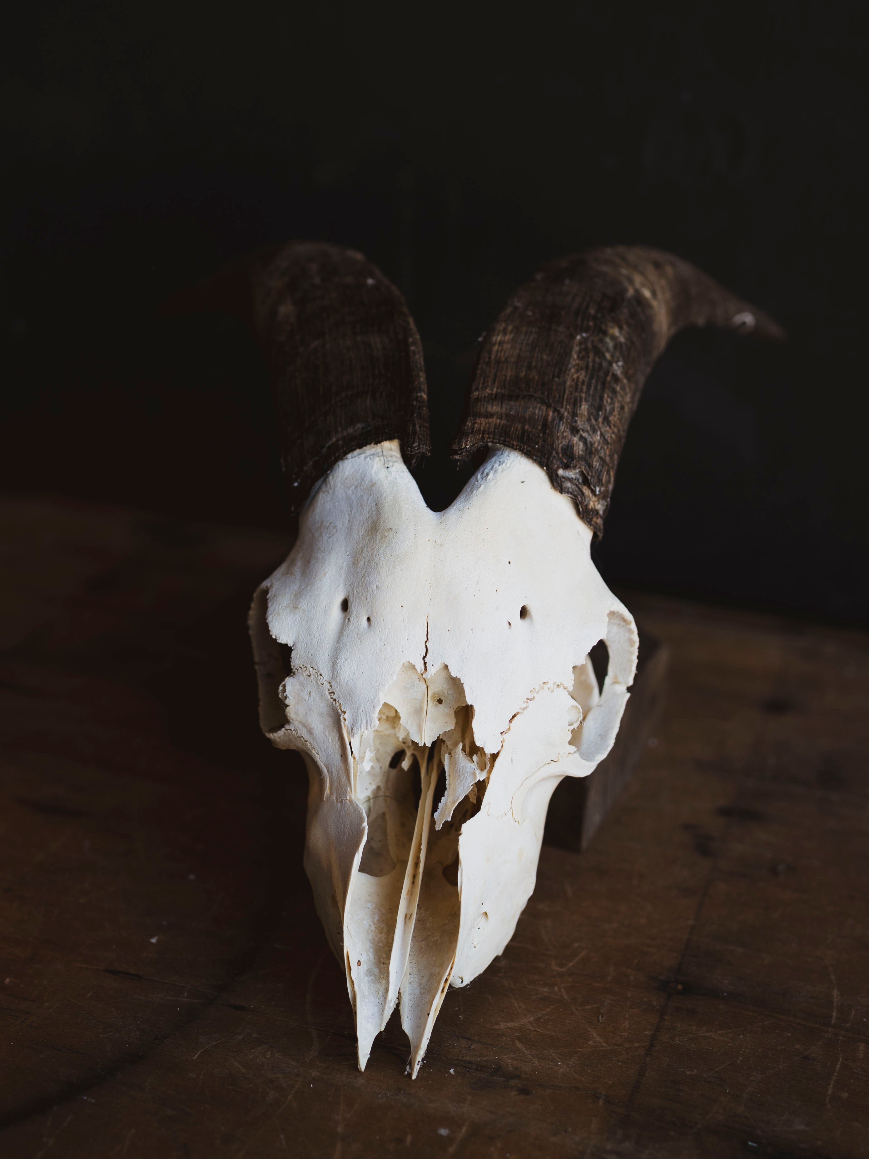 Saanen Goat Skull, SB1409