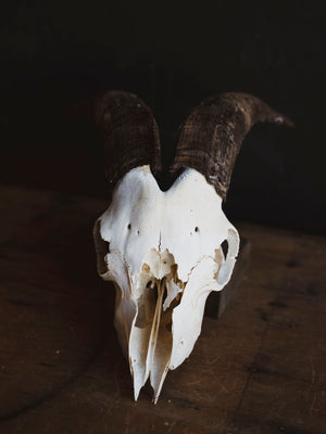Saanen Goat Skull, SB1409
