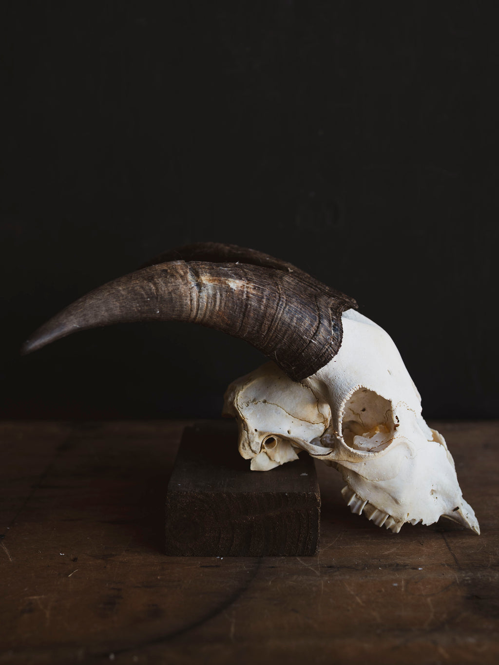 Saanen Goat Skull, SB1409