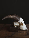 Saanen Goat Skull, SB1409