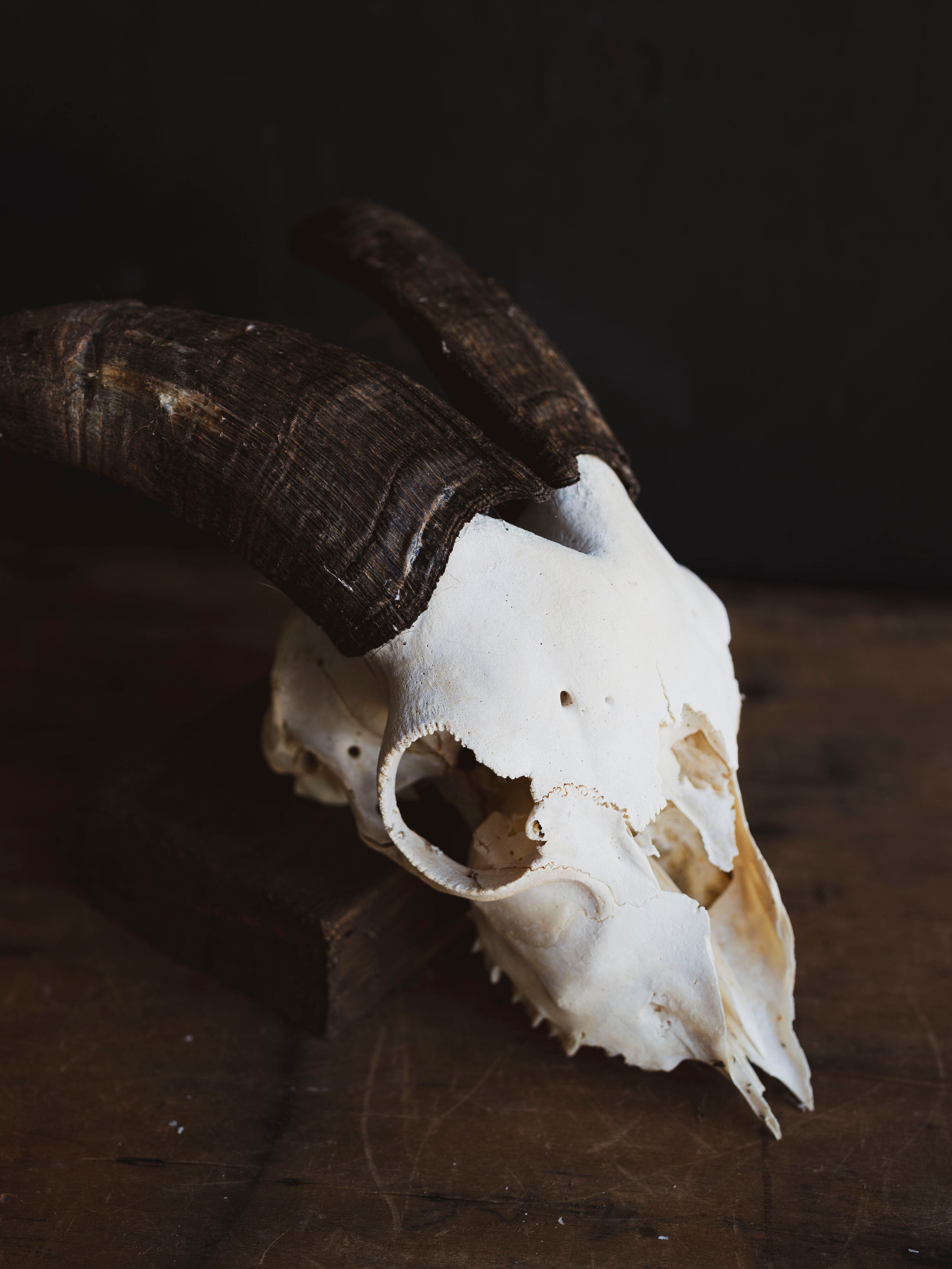 Saanen Goat Skull, SB1409