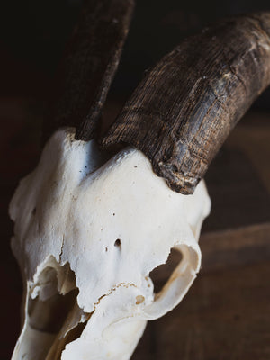 Saanen Goat Skull, SB1409