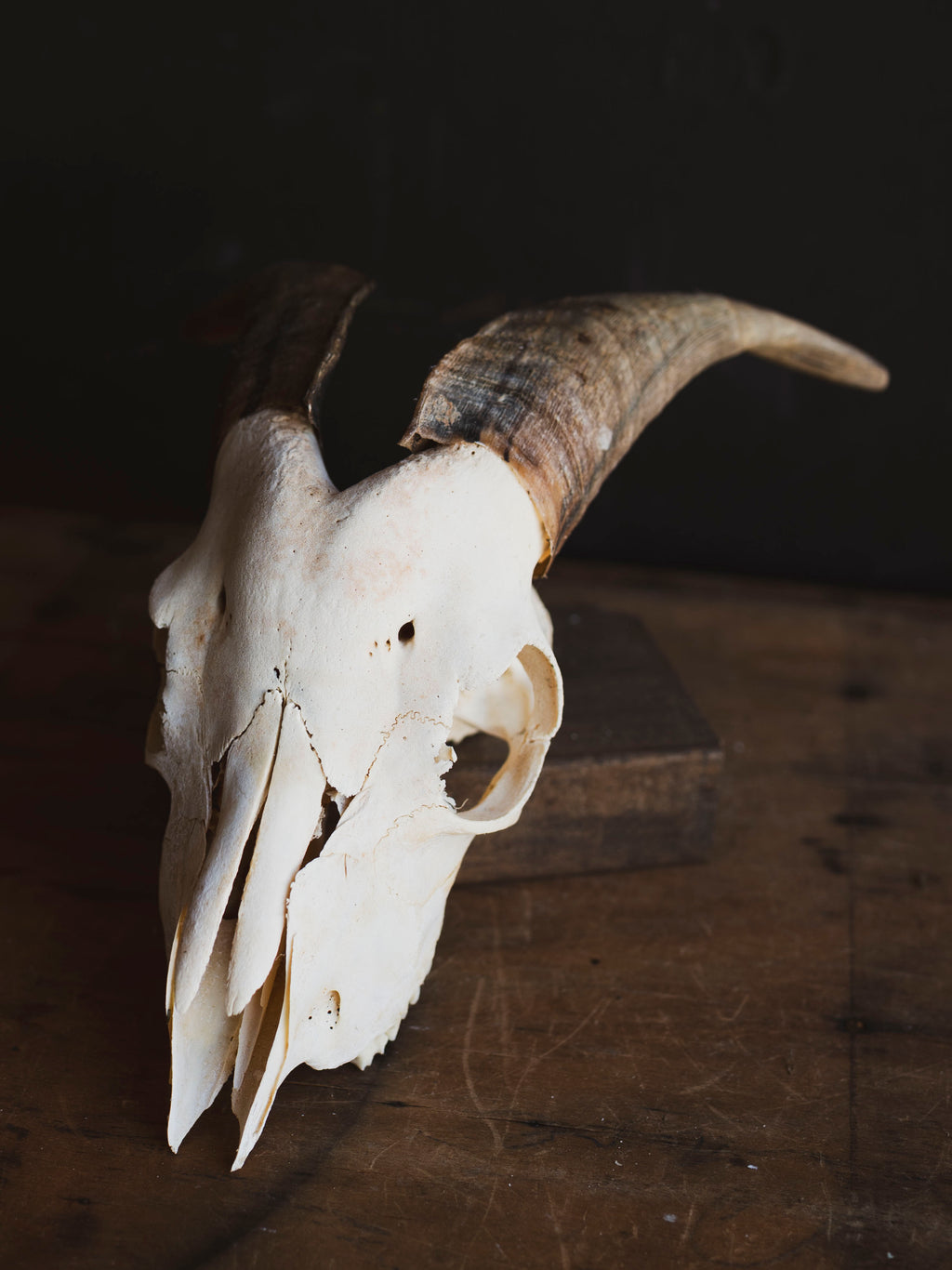 Saanen Goat Skull, SB1406